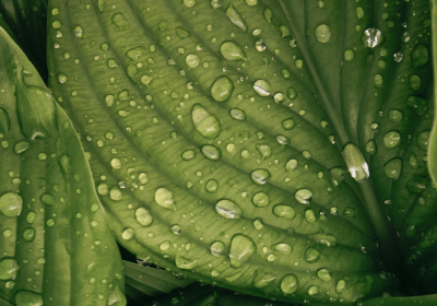 Greenwashing